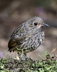 Scaled Antpitta photo 5