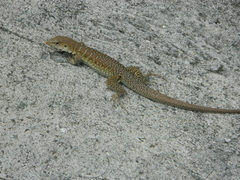 Pholidoscelis griswoldi