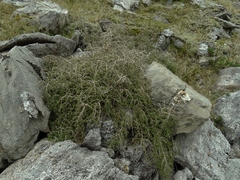 Coprosma pseudociliata