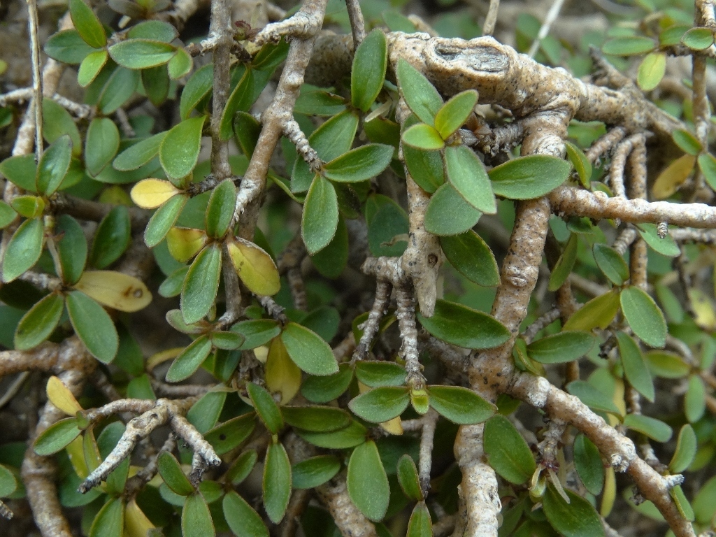 Coprosma pseudociliata