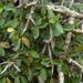 Coprosma pseudociliata - Photo 由 Rowan Hindmarsh-Walls 所上傳的 (c) Rowan Hindmarsh-Walls，保留部份權利CC BY-NC