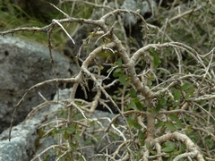 Coprosma pseudociliata