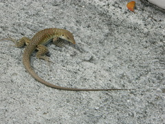 Pholidoscelis griswoldi