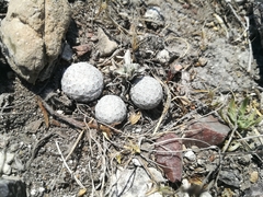 Mammillaria albiflora