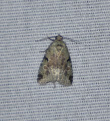 Maliattha concinnimacula