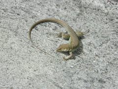 Pholidoscelis griswoldi