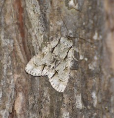 Acronicta lobeliae