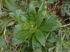 Celmisia holosericea