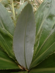 Celmisia holosericea