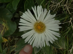 Celmisia holosericea