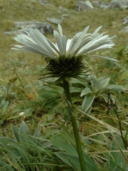 Celmisia holosericea