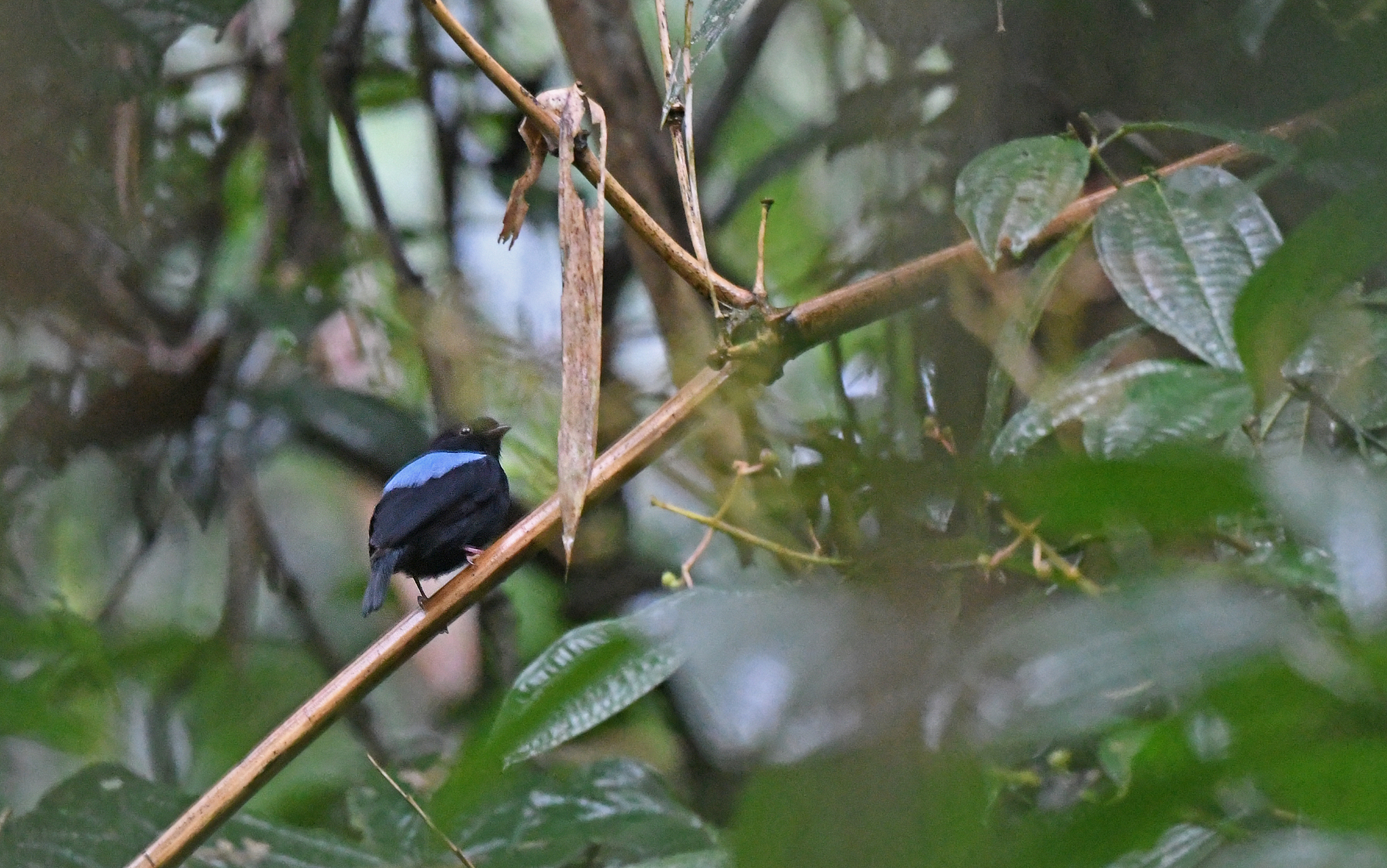 Yungas Manakin illustration