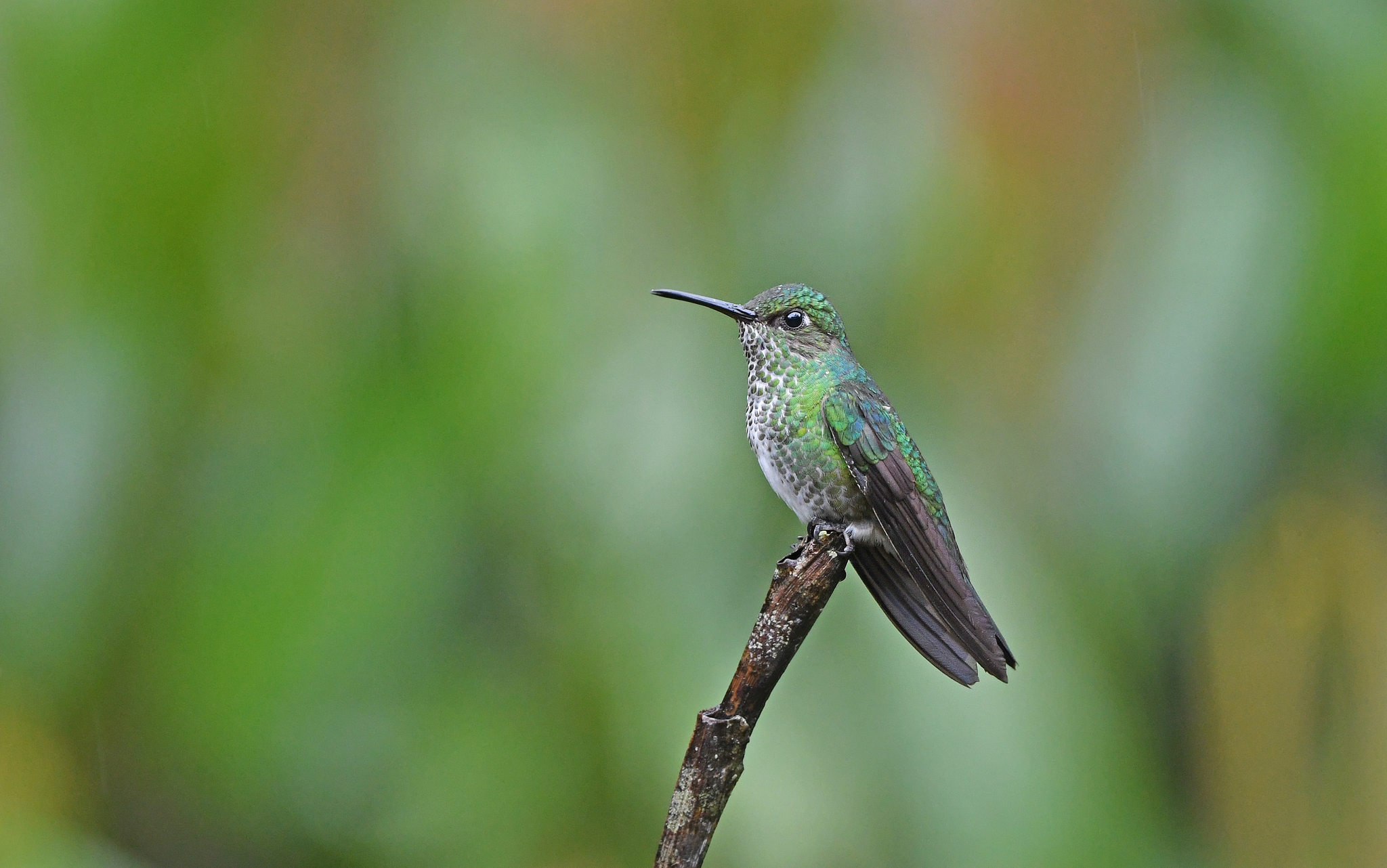 Many-spotted Hummingbird illustration