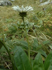 Celmisia holosericea