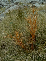 Aciphylla pinnatifida