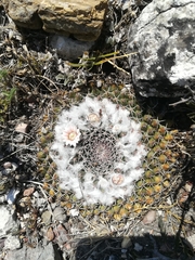 Mammillaria pseudocrucigera