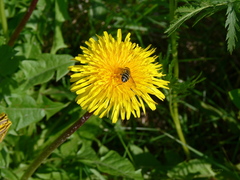 Taraxacum officinale