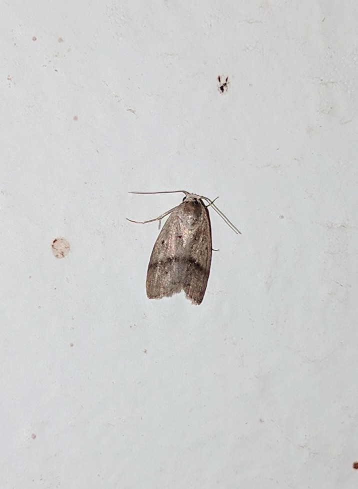 Philenora micra