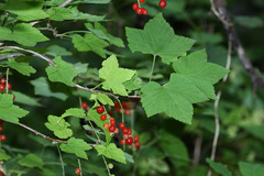 Ribes mandshuricum