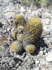 Coryphantha erecta