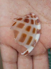 Phalium areola