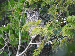 Bubo virginianus mayensis