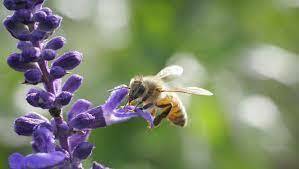 Western Honey Bee