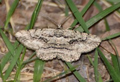 Anavitrinella