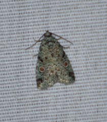 Maliattha concinnimacula