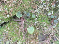 Heuchera missouriensis