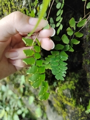 Adiantum philippense image