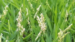 Zoysia matrella