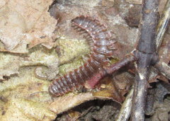 Pseudopolydesmus erasus