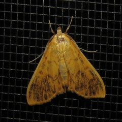 Patania balteata