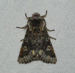 Psaphida thaxterianus