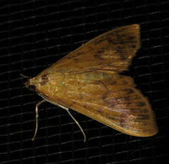 Patania balteata