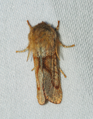 Psaphida styracis