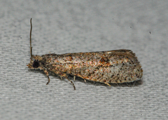 Epinotia celtisana