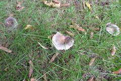 Russula grisea