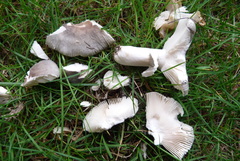Russula grisea