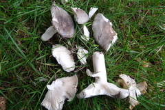 Russula grisea