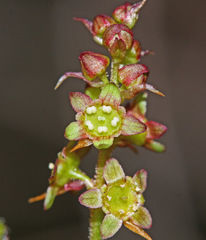 Ribes maximoviczianum