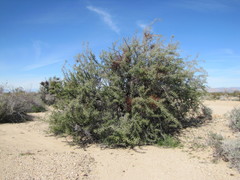 Condalia globosa pubescens