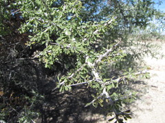 Condalia globosa pubescens