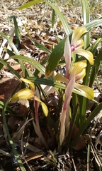 Cymbidium goeringii