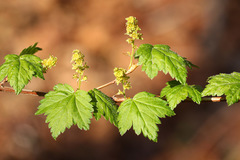 Ribes maximoviczianum