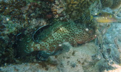 Epinephelus guttatus