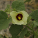 Pavonia senegalensis - Photo 由 Joachim Louis 所上傳的 (c) Joachim Louis，保留部份權利CC BY-NC-ND