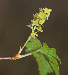 Ribes maximoviczianum