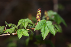 Ribes maximoviczianum